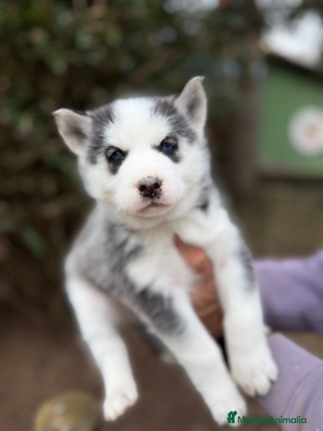 Husky Siberiano perros en venta: HUSKY SIBERIANO - Anuncio 4