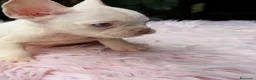 Bulldog Francés perros en venta: Bulldog francés ojos azules  - Anuncio 9