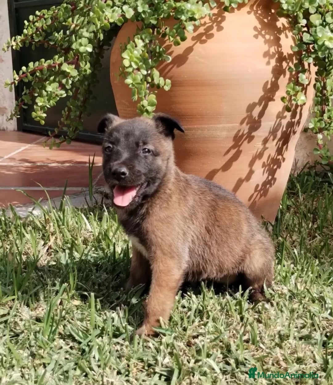 Pastor Belga Malinois perros Cachorros pastor belga malinois - Anuncio 2