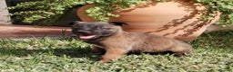 Pastor Belga Malinois perros en venta: Cachorros pastor belga malinois - Anuncio 2