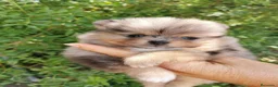 Pomerania perros en venta: Pomerania TOY de calidad Finca Paunais  - Anuncio 15
