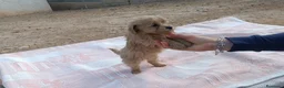 Caniche Toy perros en venta: CANICHE TOY HEMBRITA APRICOT  - Anuncio 3