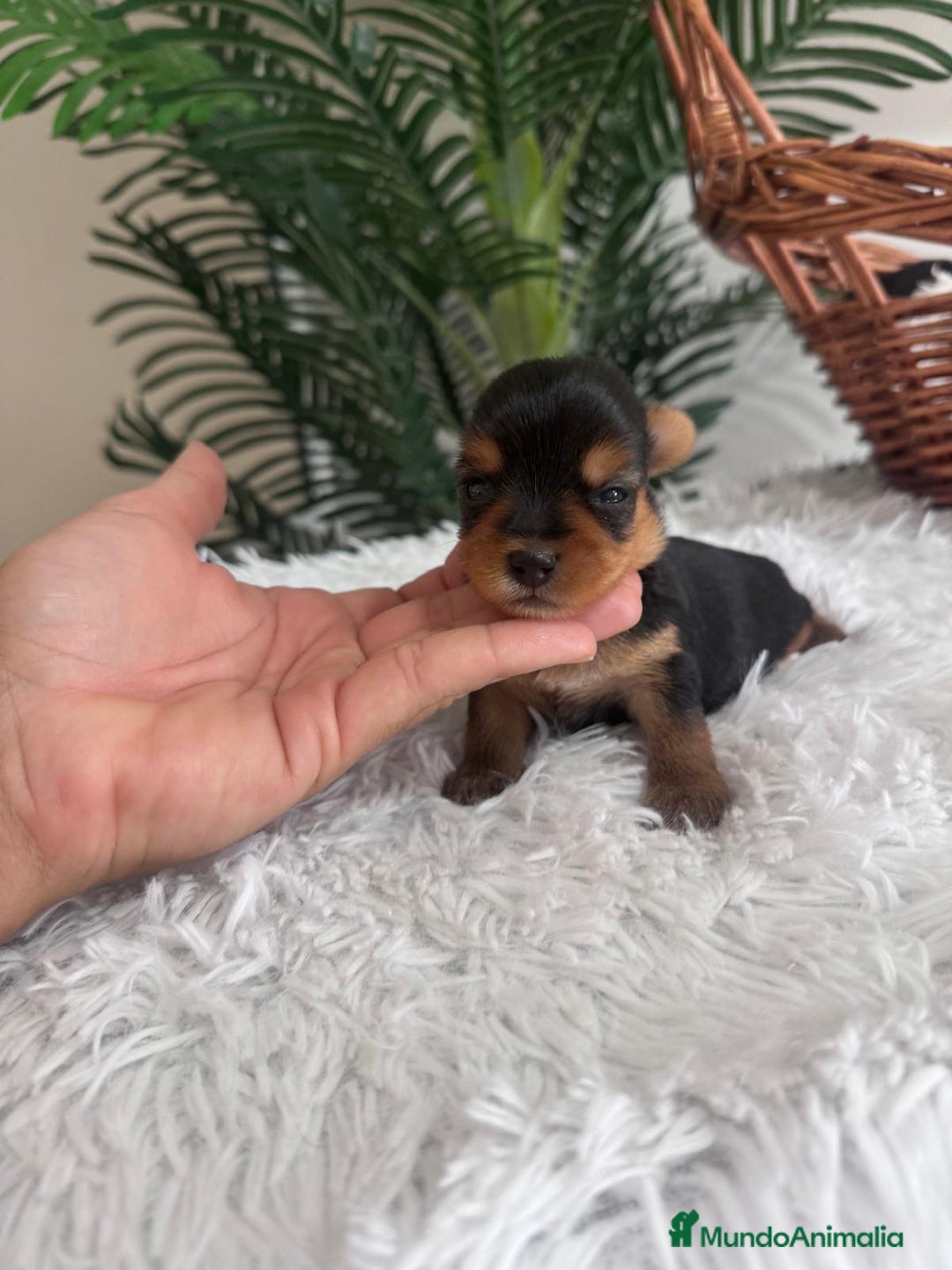 Yorkshire Terrier perros en venta: YORKSHIRE TERRIER - Imagen 8