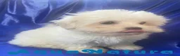 Bichón Habanero perros en venta: Havapoo Macho 1749 de Kis - Anuncio 8