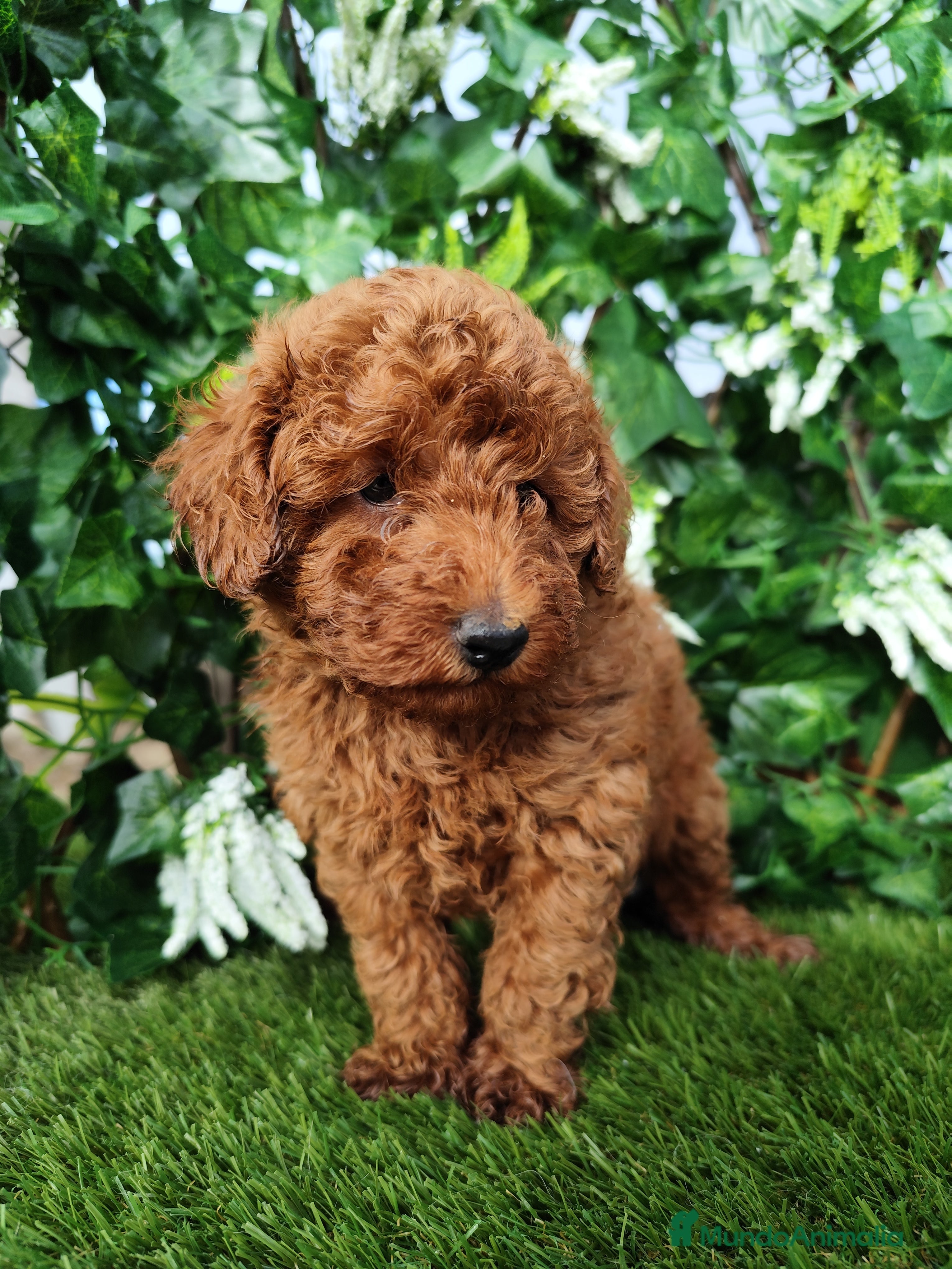 Caniche Toy perros Caniche rojo  toy/enano - Anuncio 14