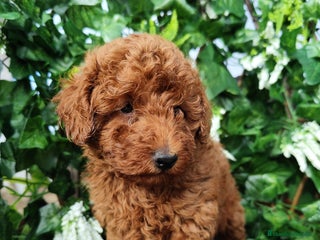 Caniche Toy perros Caniche rojo toy/enano - Anuncio 14