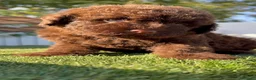 Perro de Agua Español perros en venta: PERRO DE AGUA ESPAÑOL-HEMBRA - Anuncio 10