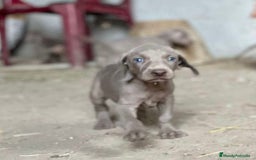 Weimaraner perros en venta: Braco de Weimar, cachorros  - Imagen 2