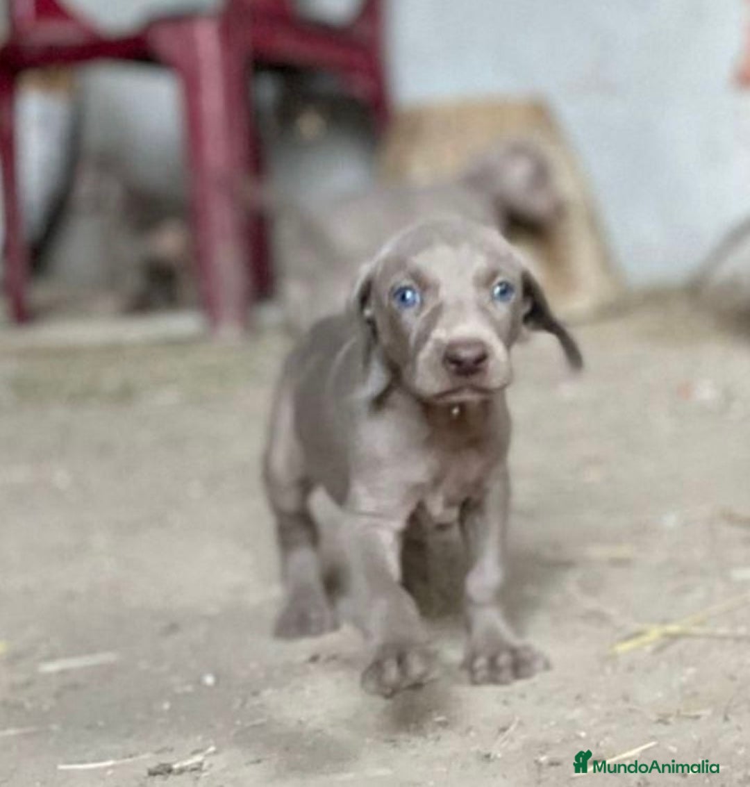 Weimaraner perros en venta: Braco de Weimar, cachorros  - Imagen 2