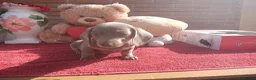 Teckel Miniatura perros en venta: Teckel mini/kanichen - Anuncio 2