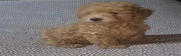 Caniche Toy perros en venta: Caniche enano/toy - Anuncio 3