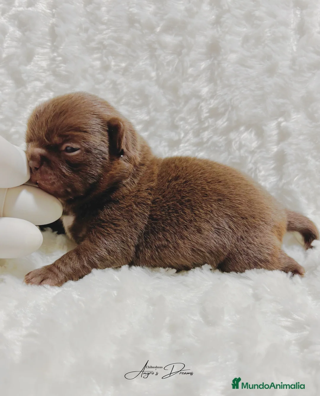Chihuahua perros en venta: Chihuhua - Anuncio 2