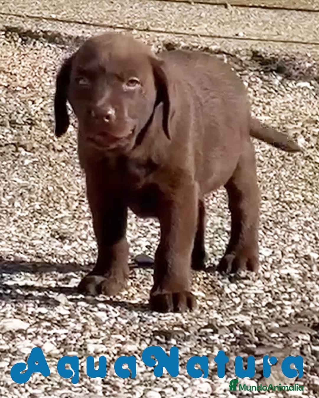 Labrador Retriever perros Labrador Retriever Macho - AQUANATURA en Barcelona - Anuncio 2