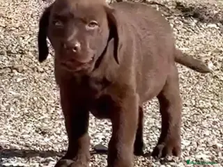 Labrador Retriever perros Labrador Retriever Macho - AQUANATURA en Barcelona - Anuncio 7