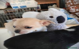 Chihuahua perros en venta: Chihuahua macho  - Anuncio 1