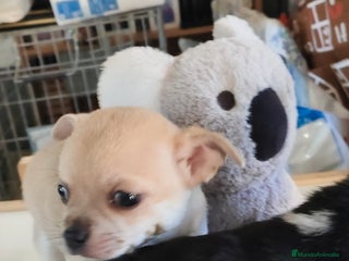 Chihuahua perros Chihuahua macho - Anuncio 1