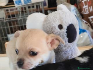 Chihuahua perros Chihuahua macho - Anuncio 35