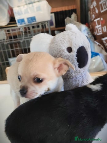 Chihuahua perros Chihuahua macho - Anuncio 3