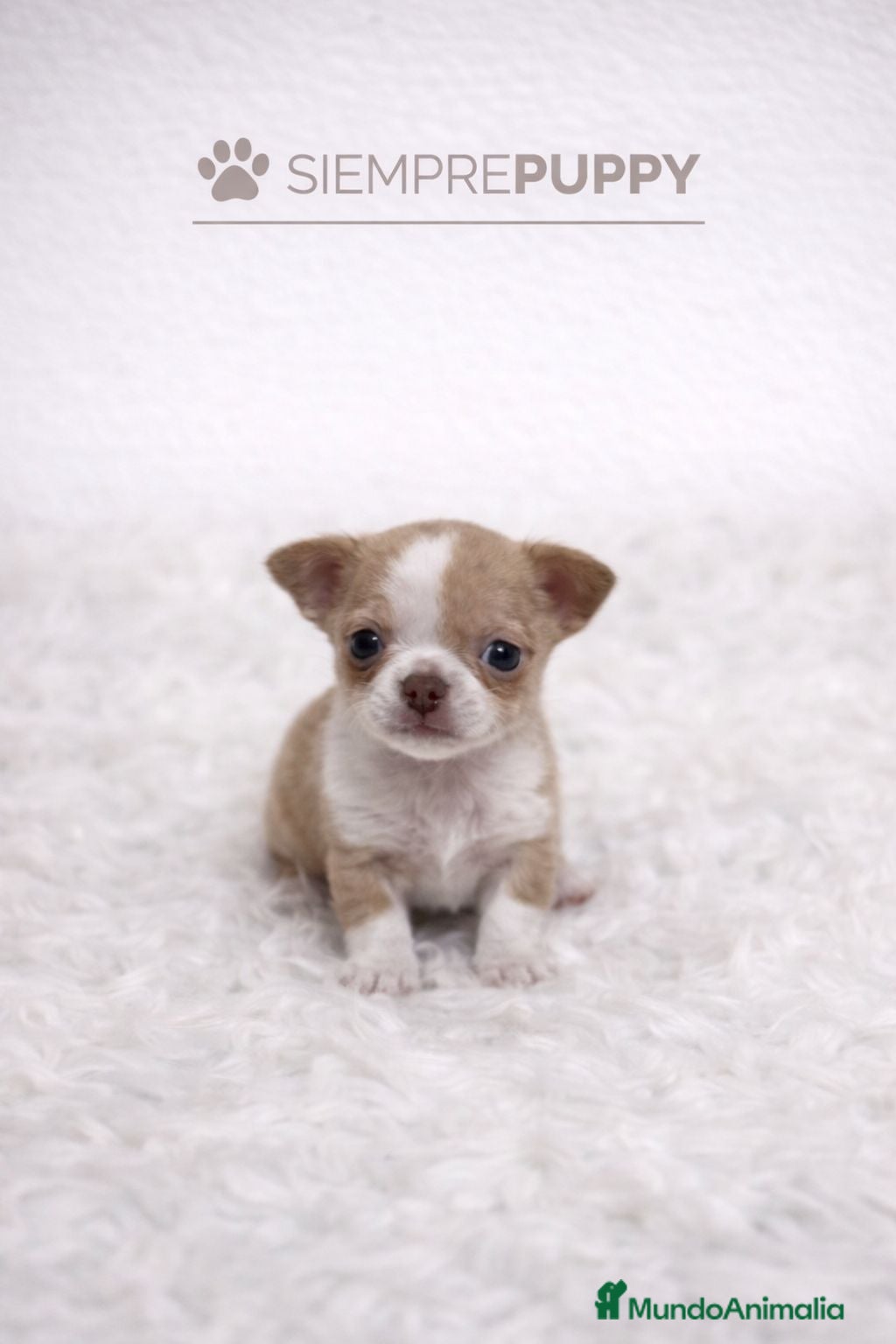 Chihuahua perros CHIHUAHUA PELO CORTO RED MERLÉ - Anuncio 3