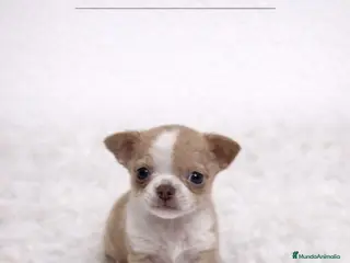 Chihuahua perros CHIHUAHUA PELO CORTO RED MERLÉ - Anuncio 3