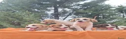 Mastín Español perros en venta: Mastín español  - Anuncio 3