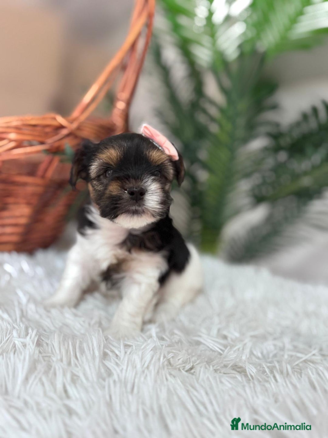 Yorkshire Terrier perros en venta: YORKSHIRE BIEWER HEMBRA - Anuncio 6