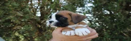 Boxer perros en venta: MACHO BOXER DORADO  - Anuncio 7