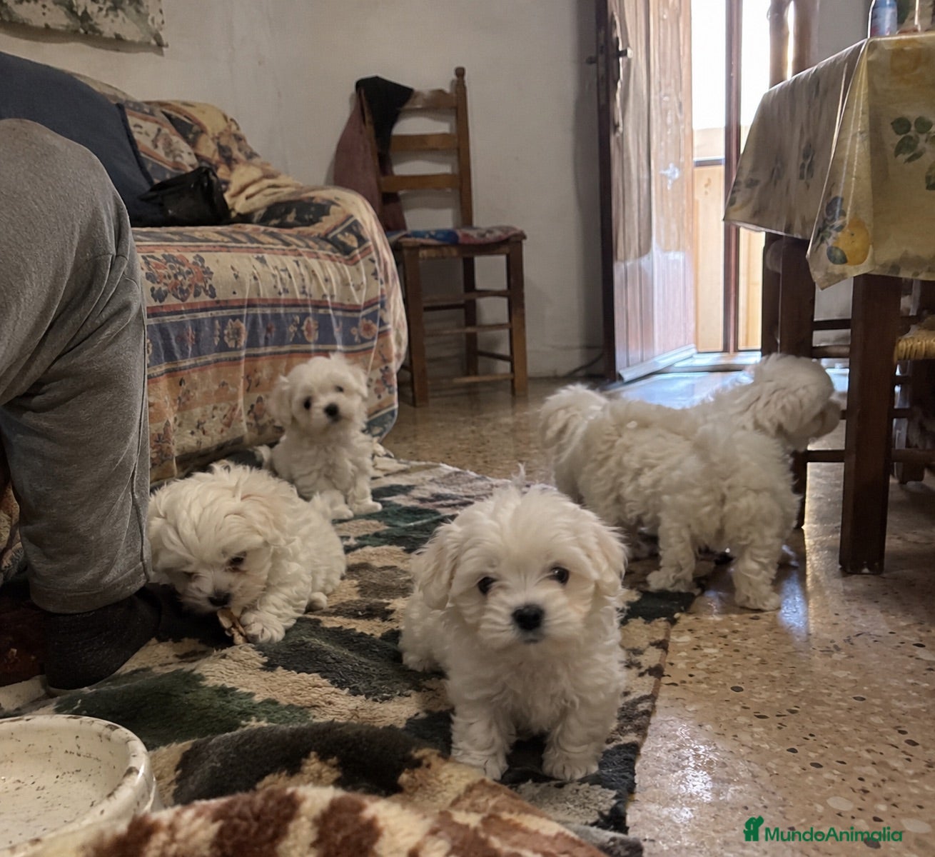 Bichón Maltés perros BICHON MALTES CACHORROS  - Anuncio 2