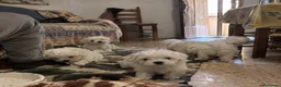 Bichón Maltés perros en venta: BICHON MALTES CACHORROS  - Anuncio 1