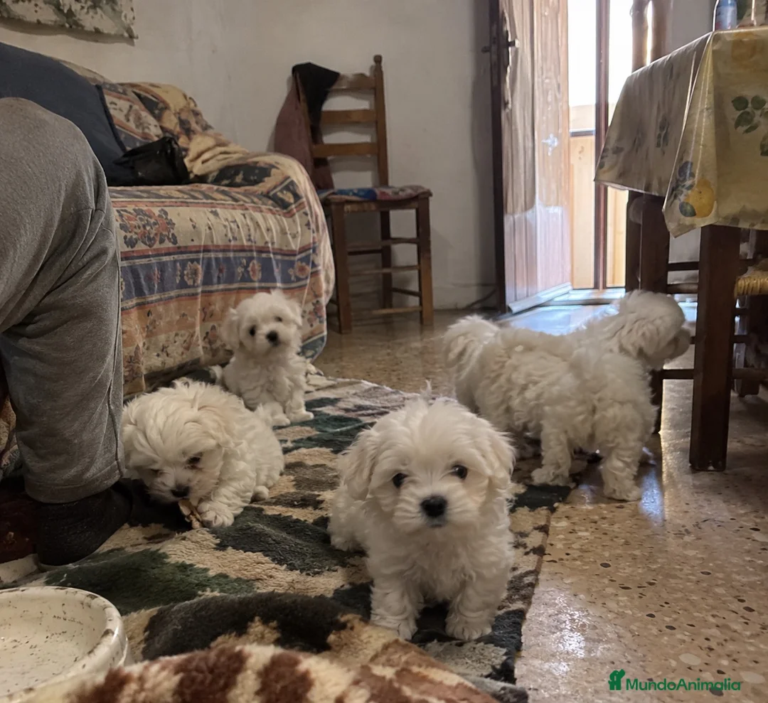 Bichón Maltés perros en venta: BICHON MALTES CACHORROS  - Anuncio 1