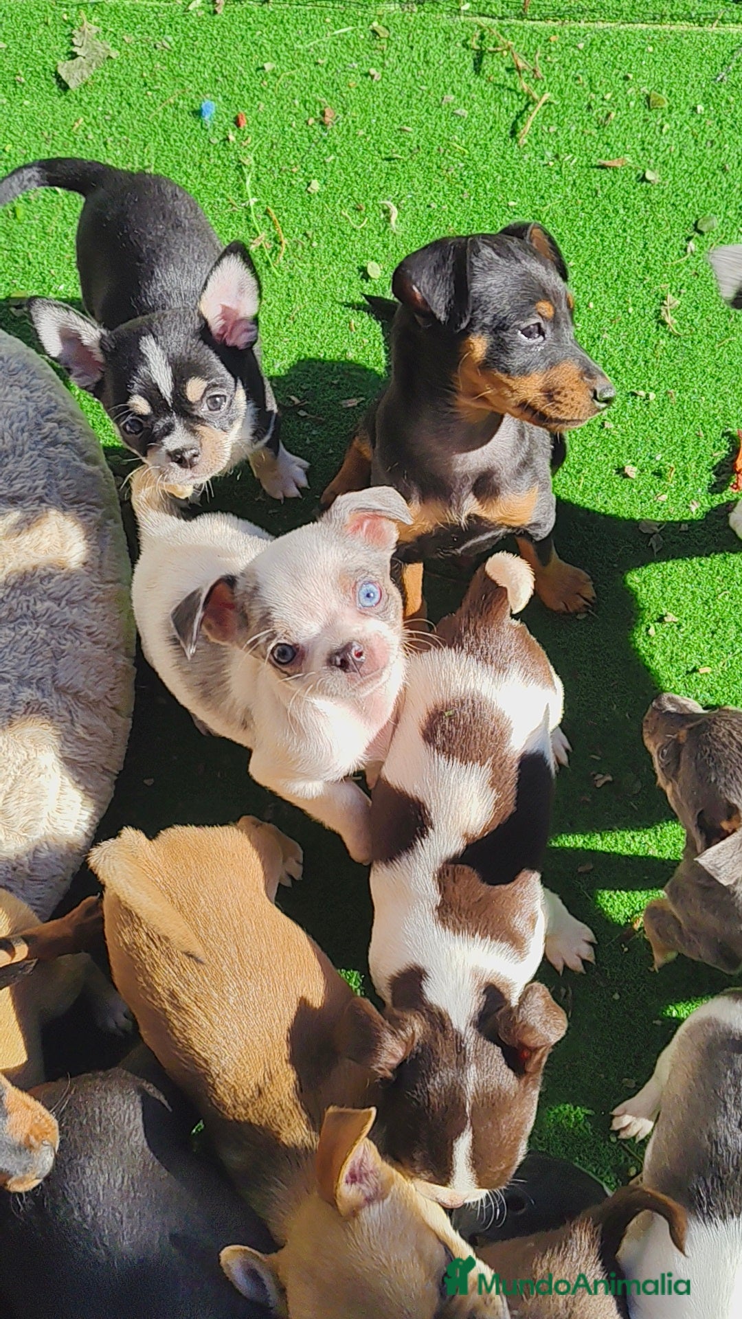 Chihuahua perros en venta: Chihuahua Toy colores exóticos  - Anuncio 2