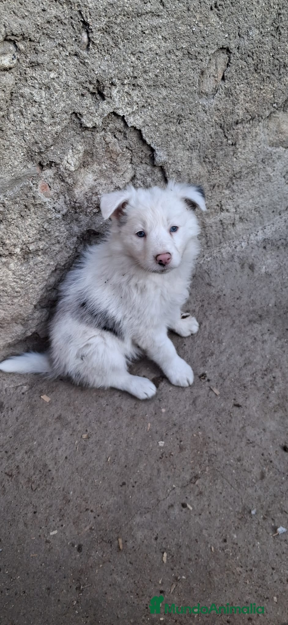 Border Collie perros Boder collie Getafe  - Anuncio 1