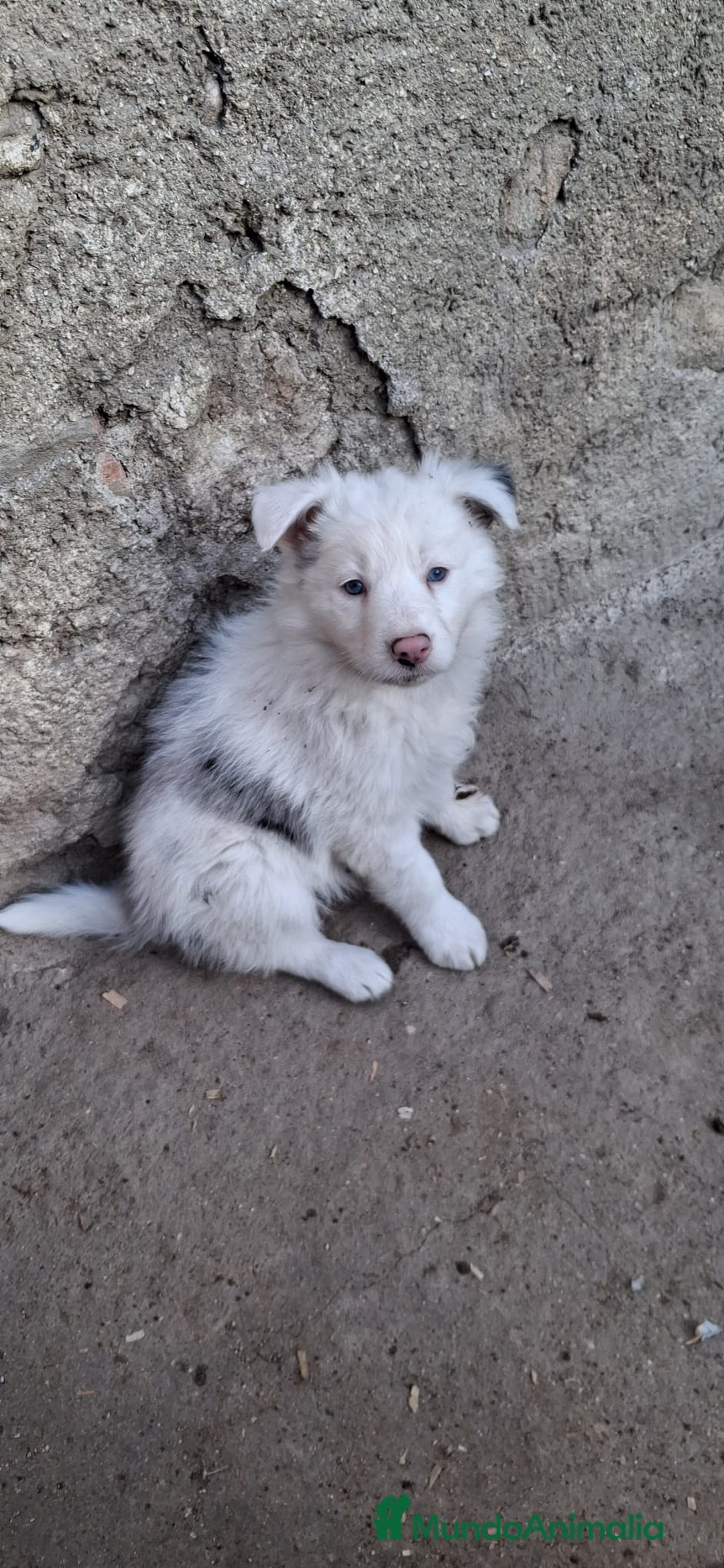 Border Collie perros en venta: Boder collie Getafe  - Anuncio 1