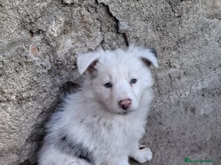 Border Collie perros Boder collie Getafe - Anuncio 1