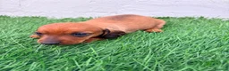 Teckel Miniatura perros en venta: Teckel miniatura rojizo - Anuncio 4