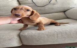 Teckel Miniatura perros en venta: Teckels pelo duro  - Imagen 1