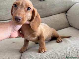 Teckel Miniatura perros - Anuncio 9
