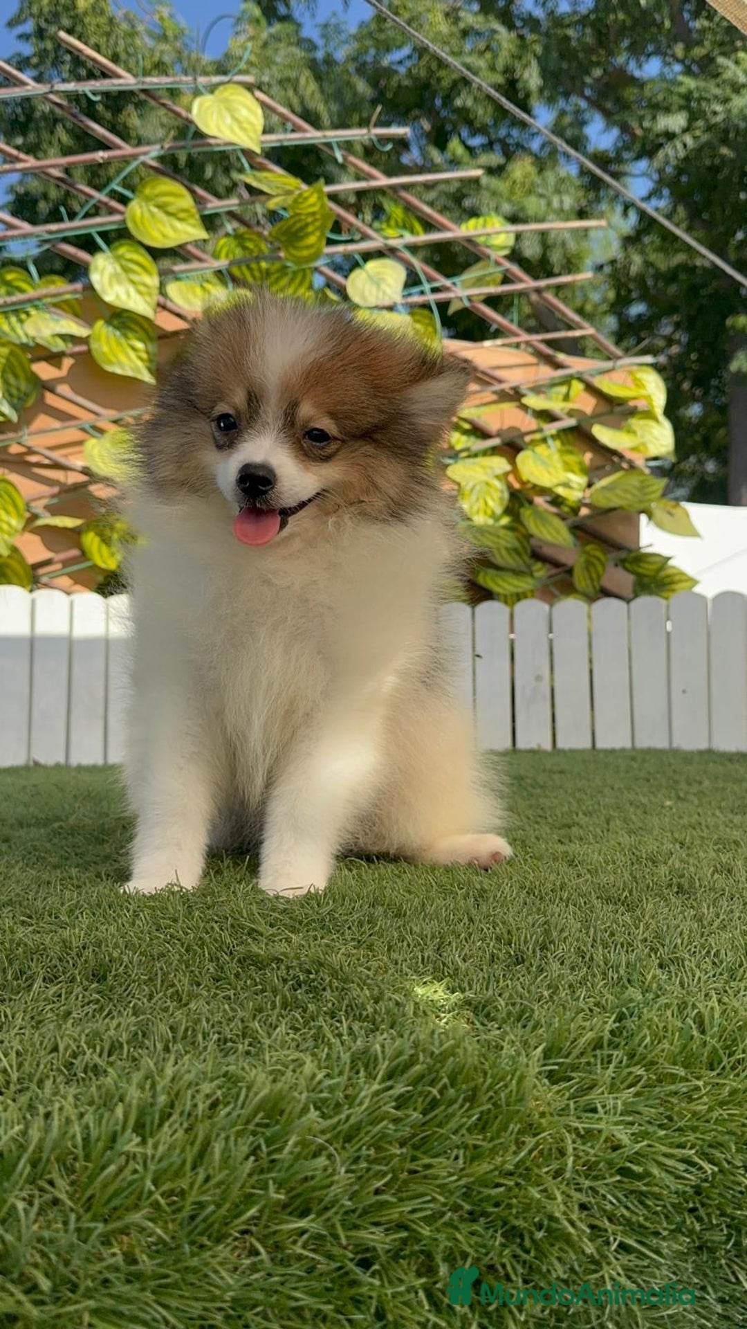 Pomerania perros en venta: POMERANIA MACHO ENVIO A TODA ESPAÑA - Imagen 20