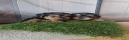 Yorkshire Terrier perros en venta: Cachorros Yorkshire terrier en Zaragoza - Anuncio 16