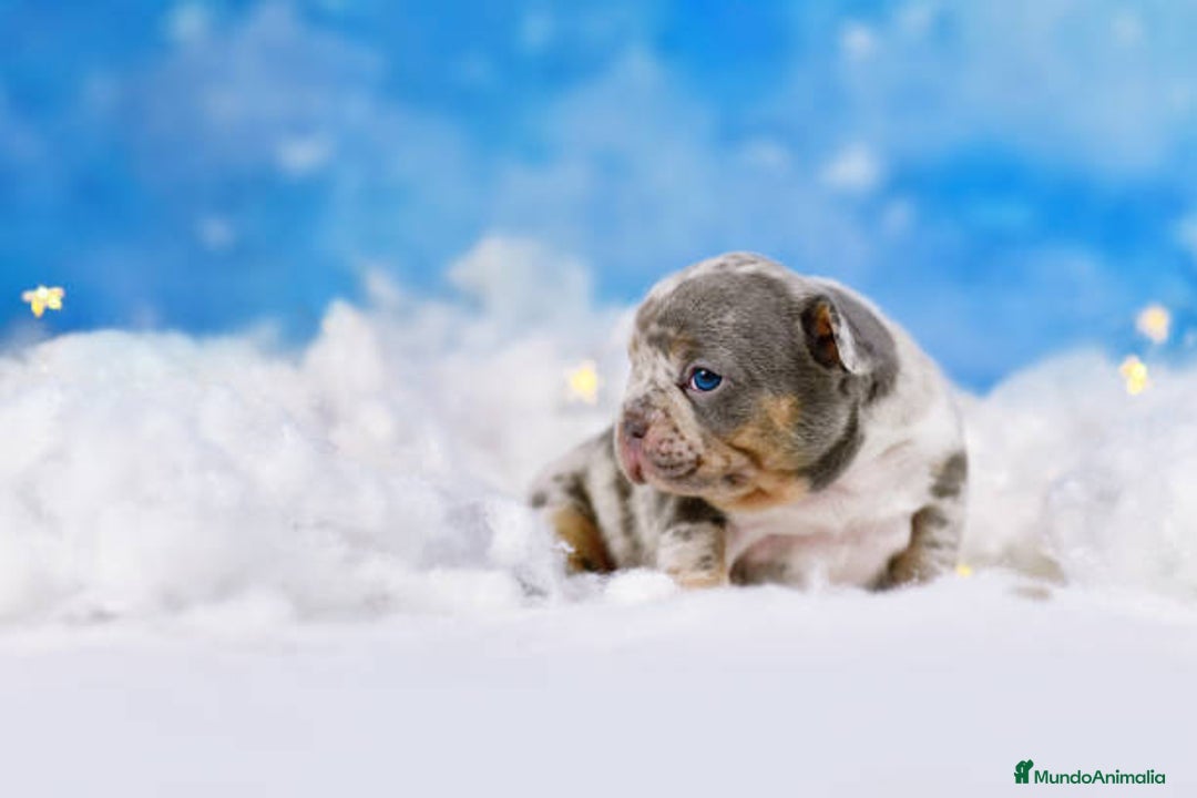 Bulldog Francés perros en venta: BULLDOG FRANCES EXOTICO  - Anuncio 2