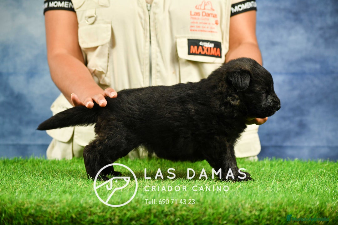 Pastor Alemán perros en venta: Pastor alemán pelo largo disponibles - Imagen 1