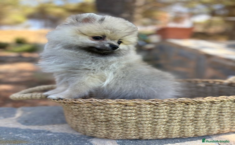 Pomerania perros - Propaganda 4