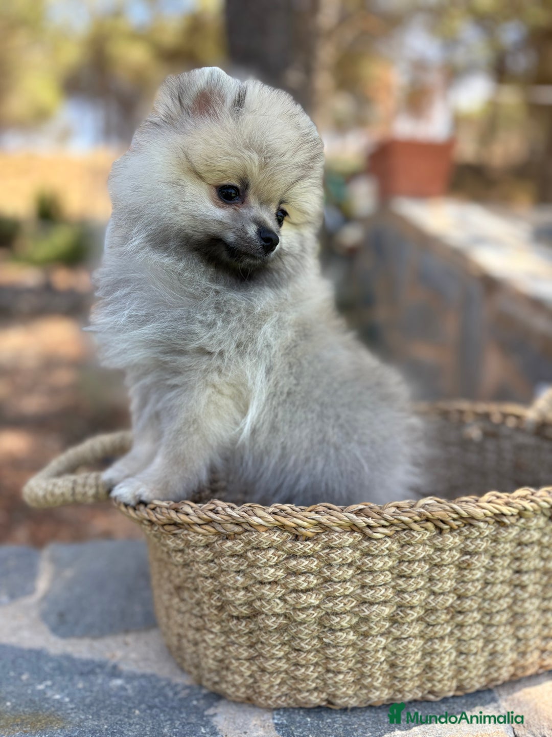 Pomerania perros en venta: Pomerania Macho sable para entregar  - Imagen 1