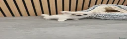 Chihuahua perros en venta: Chihuahua Toy Blanco Perla pelo largo  - Anuncio 2