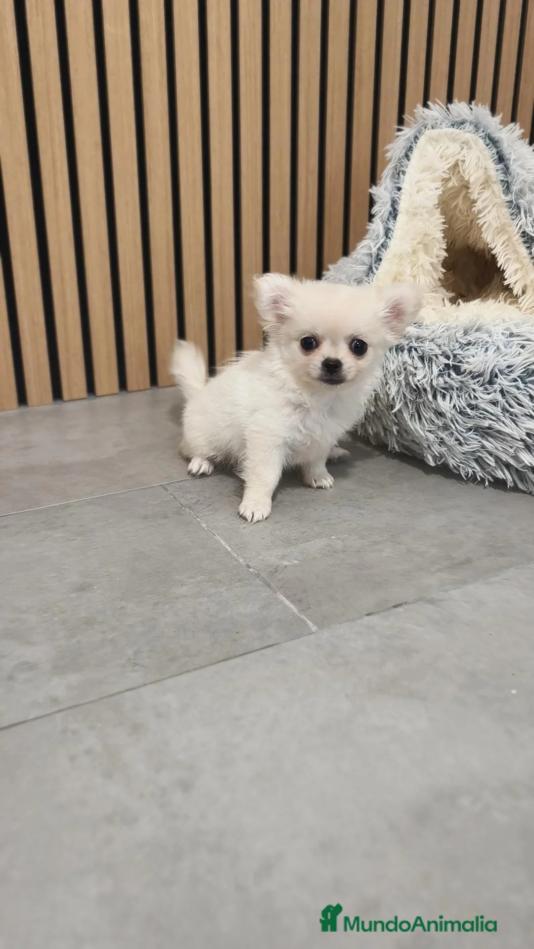 Chihuahua perros en venta: Chihuahua Toy Blanco Perla pelo largo  - Anuncio 2