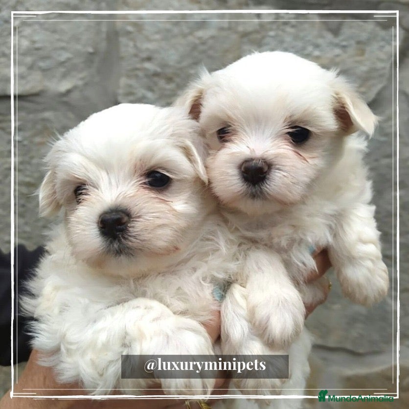 Bichón Maltés perros Camada de adorables Bichon Maltés en Madrid - Anuncio 2