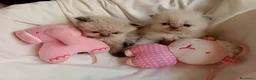 Persa gatos en venta: Gatitos persa y malayo - Anuncio 6