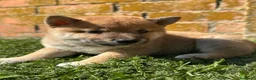 Shiba Inu perros en venta: Shiba  - Anuncio 1