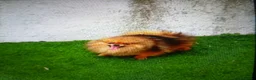 Pomerania perros en venta: Lulu pomerania  toy cara de osito . - Anuncio 7