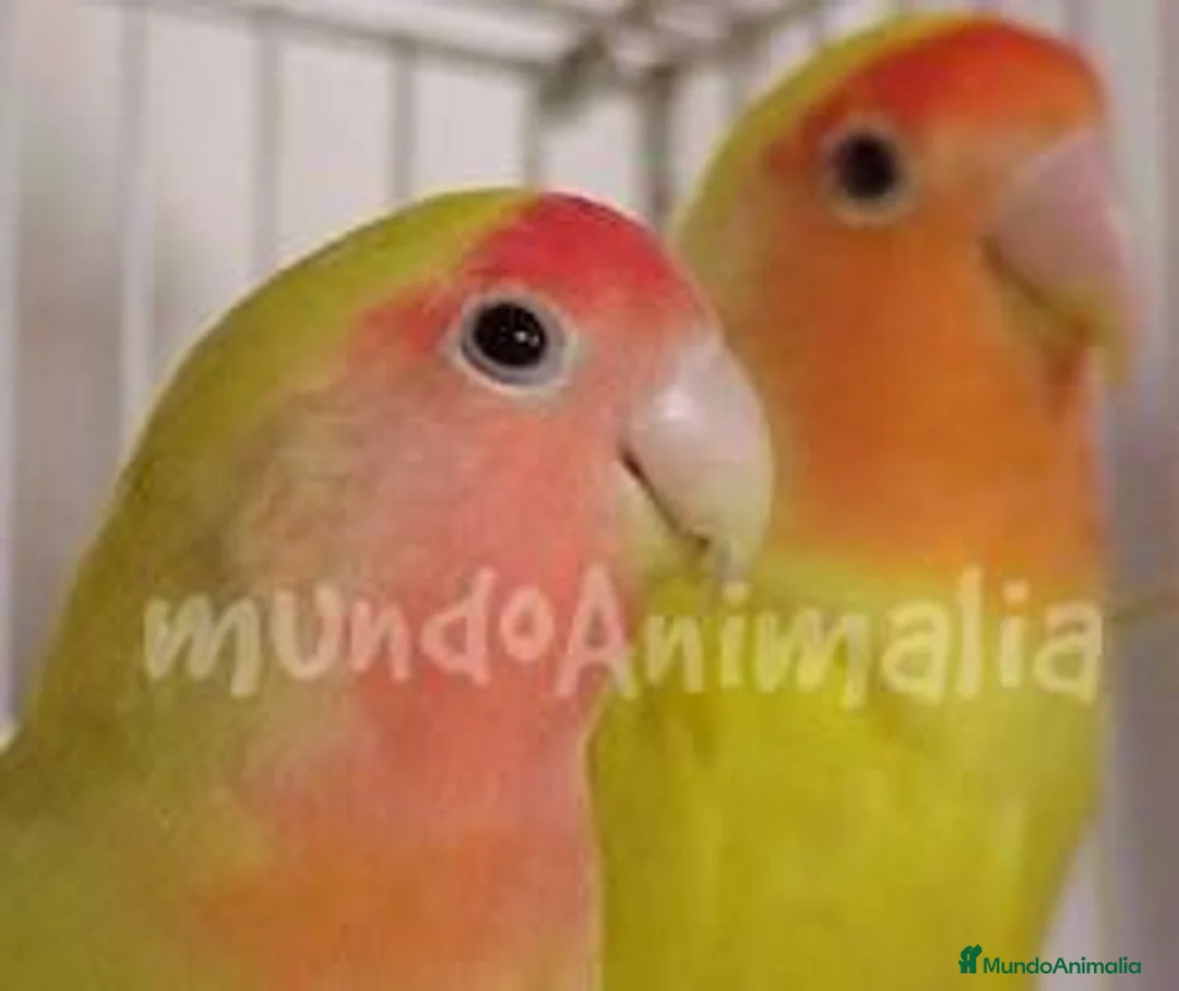 Imagen de galería {{count}}